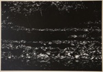 [Untitled, Layers of leaves]; Wells, Alice; ca. 1962; 1972:0287:0137