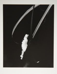 [Untitled, image of plant leaves]; Wells, Alice; ca. 1965; 1972:0287:0216