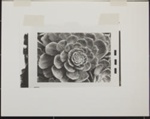 Untitled [Succulent plant]. ; Enos, Franklin; 1971; 1972:0029:0003