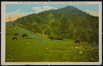 Buffalo Herd in Pisgah National Forest, Western North Carolina.; Asheville Post Card Co.; ca. 1940 Buffalo Herd in Pisgah National Forest, Western North Carolina.; Asheville Post Card Co.; ca. 1940
