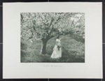 Apple Blossoms; Farnsworth, Emma Justine; ca. 1893; 1983:0011:0002 