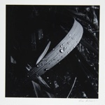 [Untitled, image of dew drops on a plant]; Wells, Alice; 1962; 1972:0287:0115