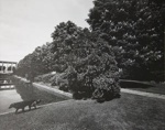 Untitled [Dog and pool]; Toth, Carl; ca. 1974; 1976:0042:0005