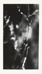 [Untitled, image of blurred tree branch]; Wells, Alice; 1962; 1972:0287:0114