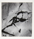 [Untitled, abstraction of a natural form]; Wells, Alice; ca. 1965; 1972:0287:0086