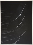 [Untitled, Image of plant leaves]; Wells, Alice; ca. 1962; 1972:0287:0144