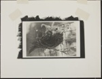 Untitled [Savannah sparrow]; Enos, Franklin; ca. 1971; 1972:0029:0005