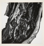 [Untitled, abstraction of a natural form]; Wells, Alice; ca. 1965; 1972:0287:0070