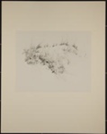 Untitled [Tall grass]; Dekovic, Gene; ca. 1971; 1973:0002:0009