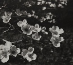 Flowering Dogwood; Genesee Camera Club; undated; 1978:0115:0014