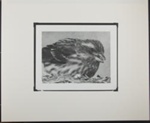 Untitled [Thrush eating seed.]; Enos, Franklin; 1972; 1972:0076:0001