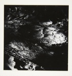 [Untitled, image of tree bark]; Wells, Alice; ca. 1965; 1972:0287:0232