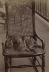 Untitled [Three cats]; Stanton, Henry; 1892; 1982:0015:0002