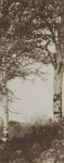 Untitled [Birch trees]; Lamson Studio; undated; 1987:0091:0001