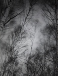 [Untitled, Blurred image of tree tops] ; Wells, Alice; ca. 1963; 1972:0287:0235