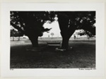 [Tree Landscape]; Kuligowski, Eddie; 1973; 1986:0014:0003