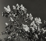 Untitled [Flowers]; Keiper, Elisabeth; ca. 1940s; 1978:0117:0013