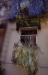 Untitled [Window and plants]; Matczak, Elaine; ca. 1977; 2011:0018:0015