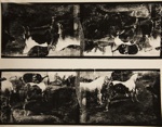 [Untitled, multiple images]; Wells, Alice; ca. 1965; 1972:0287:0245