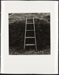 Untitled [Ladder against bushes]; Cooper, John; ca. 1983; 1983:0016:0006