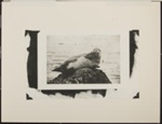 Untitled [Seal on a rock.]; Enos, Franklin; March 27, 1972; 1972:0073:0001