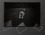Untitled [Dog]; Sample, Tricia; 1973; 1986:0008:0008