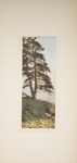 Untitled [Pine tree]; Thompson, Fred; ca. 1900s; 1986:0026:0001