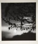 [Untitled, images of branches at sunrise]; Wells, Alice; ca. 1965; 1972:0287:0178