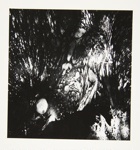[Untitled, abstraction of a natural form]; Wells, Alice; ca. 1965; 1972:0287:0233