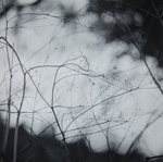 Grasses II; Prather, Winter; 1968; 1981:0025:0014