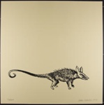 Untitled [Long tailed rodent]; Schnell, John; 1970; 1972:0096:0042
