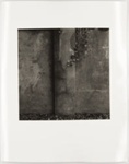 Untitled [Stone wall with ivy]; Cooper, John; ca. 1983; 1983:0016:0001
