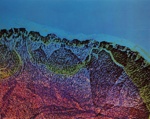 Untitled [Textured surface and color]; Hyde, Scott; 1965; 1981:0091:0003