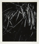 [Untitled, abstraction of a natural form]; Wells, Alice; 1962; 1972:0287:0100