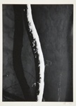 [Untitled, abstraction of a natural form]; Wells, Alice; 1965; 1972:0287:0068