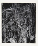 [Untitled, image of vines and rocks] ; Wells, Alice; ca. 1965; 1972:0287:0234