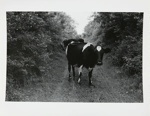 Ireland; McAdams, Dona Ann; 1987; 1987:0089:0015