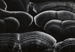 Untitled [Mushrooms]; Grauning, Wayne; 1969; 1982:0049:0001