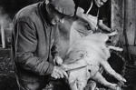Untitled [Hog slaughtering]; Saur, Francoise; ca. 1970s; 1986:0015:0005