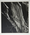 [Untitled, Abstraction of natural forms]; Wells, Alice; ca. 1965; 1972:0287:0172