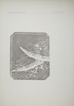 Plate XXXV; Audsley, George; 1883; 1978:0125:0036