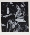 [Untitled, image of leaves with dew drops]; Wells, Alice; 1962; 1972:0287:0217