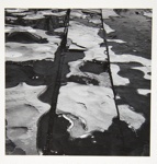 [Untitled, abstraction of a natural form]; Wells, Alice; 1963; 1972:0287:0082