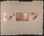 Untitled [Footprints, graffiti, bird]; Stuart, Michelle; ca. 1980; 1981:0123:0039