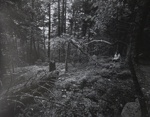 Untitled [Woman in woods]; Toth, Carl; ca. 1974; 1976:0042:0002