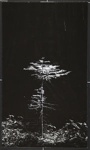 [Untitled, image of a lone tree]; Wells, Alice; ca. 1965; 1972:0287:0271
