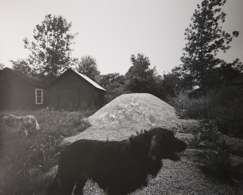 Untitled [Two dogs]; Toth, Carl; ca. 1974; 1976:0042:0008 | eHive