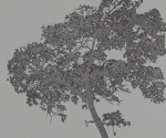 Untitled [Tree]; Seeley, J.; 1975; 1976:0021:0005