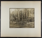 [birch tree forest]; Hahn, Alta Ruth; ca.1930; 1982:0020:0028 