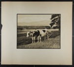 [two oxen hitched to plow at edge of plowed field]; Hahn, Alta Ruth; ca.1930; 1982:0020:0018 